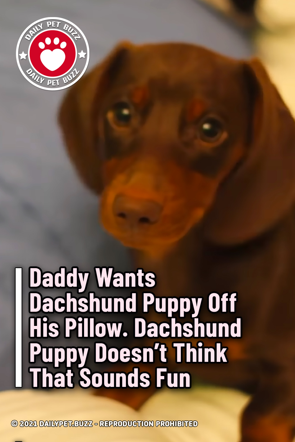 Daddy Wants Dachshund Puppy Off His Pillow. Dachshund Puppy Doesn\'t Think That Sounds Fun