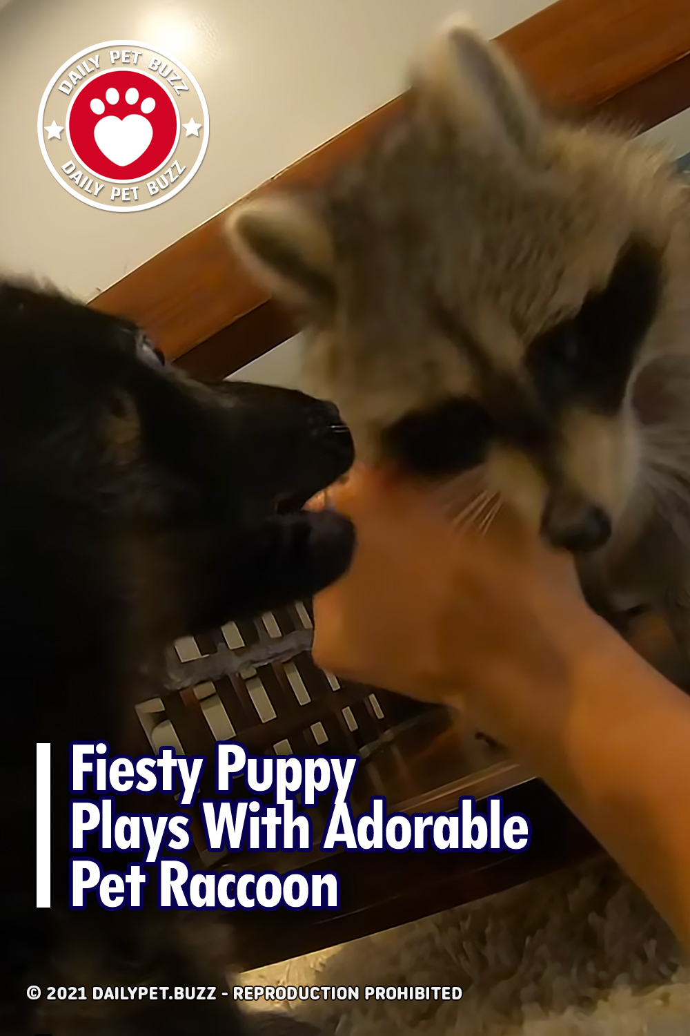 Fiesty Puppy Plays With Adorable Pet Raccoon