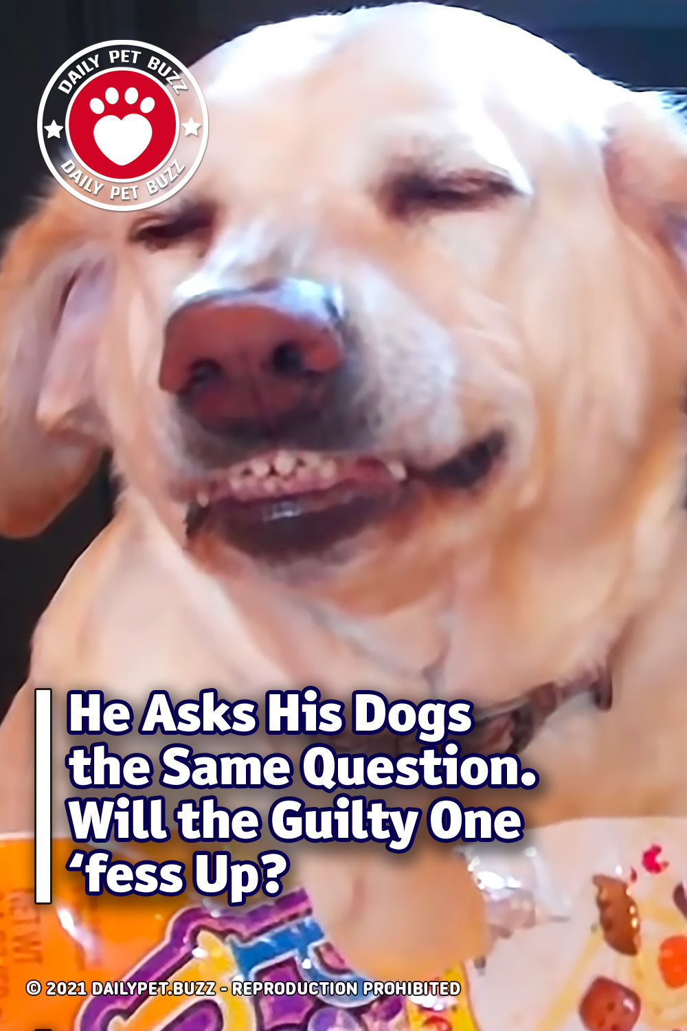 He Asks His Dogs the Same Question. Will the Guilty One \'fess Up?