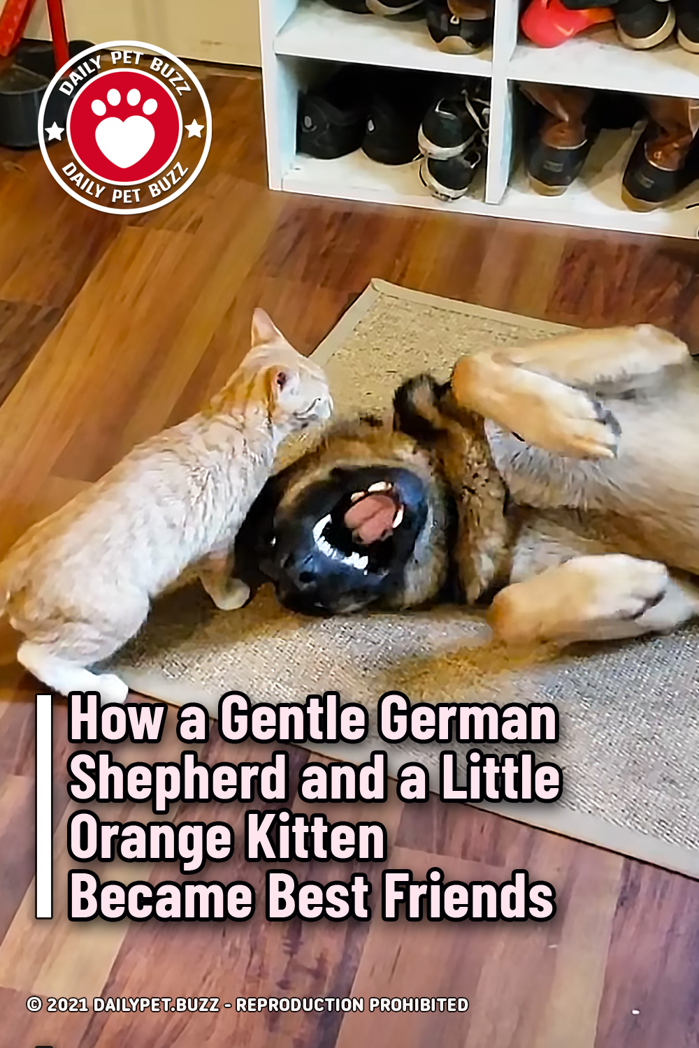 How a Gentle German Shepherd and a Little Orange Kitten Became Best Friends