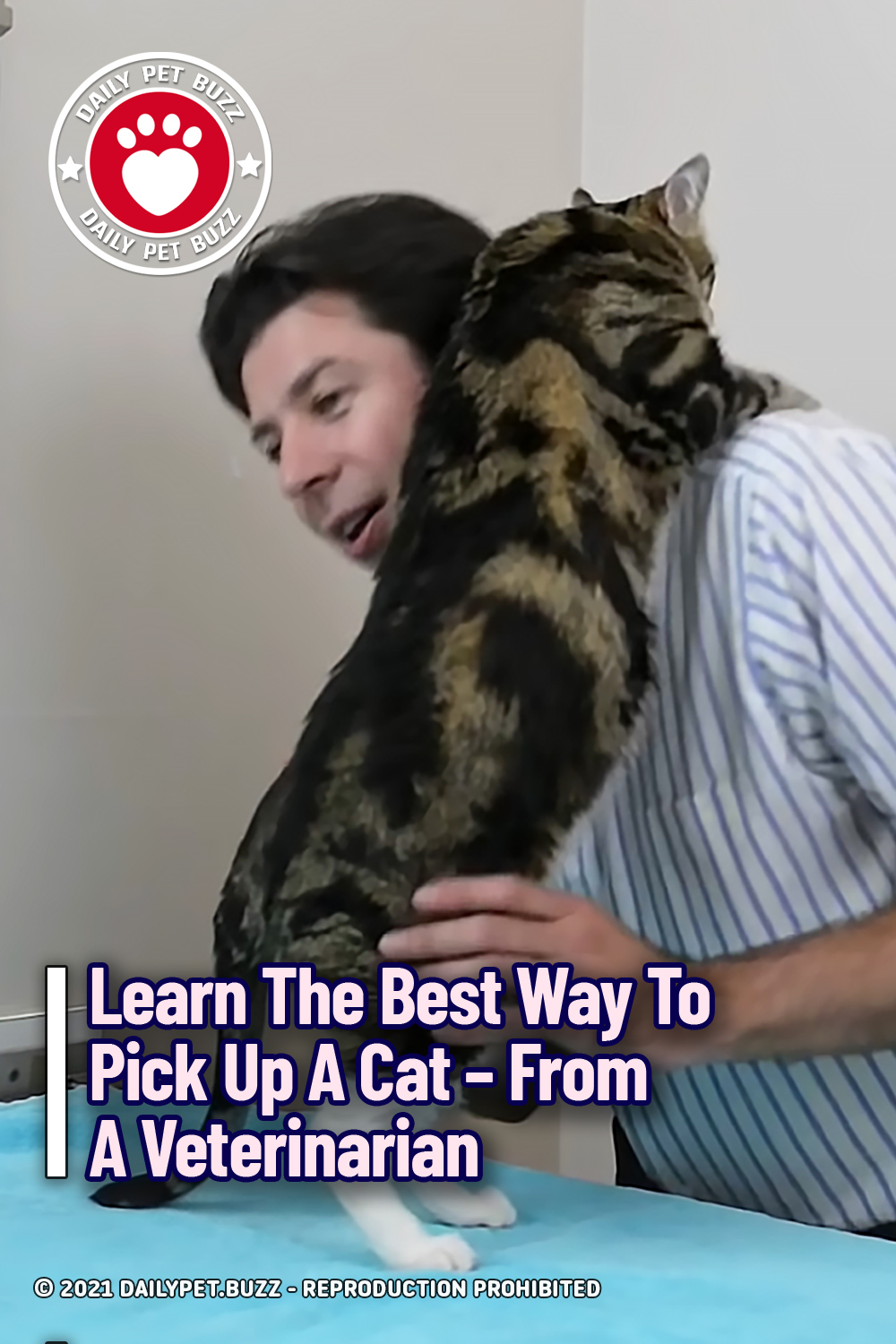 Learn The Best Way To Pick Up A Cat – From A Veterinarian