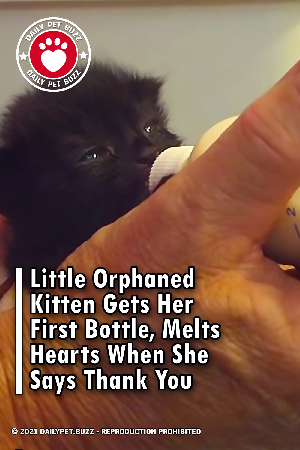 Little Orphaned Kitten Gets Her First Bottle, Melts Hearts When She Says Thank You