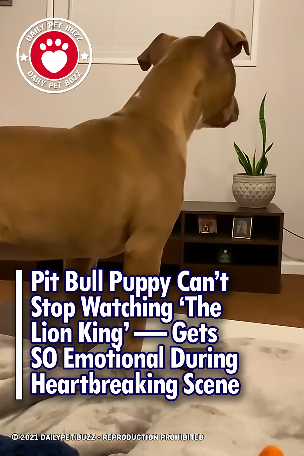 Pit Bull Puppy Can\'t Stop Watching ‘The Lion King’ — Gets SO Emotional During Heartbreaking Scene