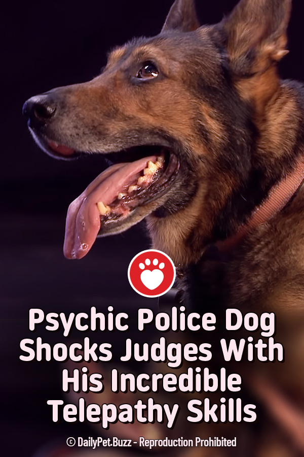 Psychic Police Dog Shocks Judges With His Incredible Telepathy Skills