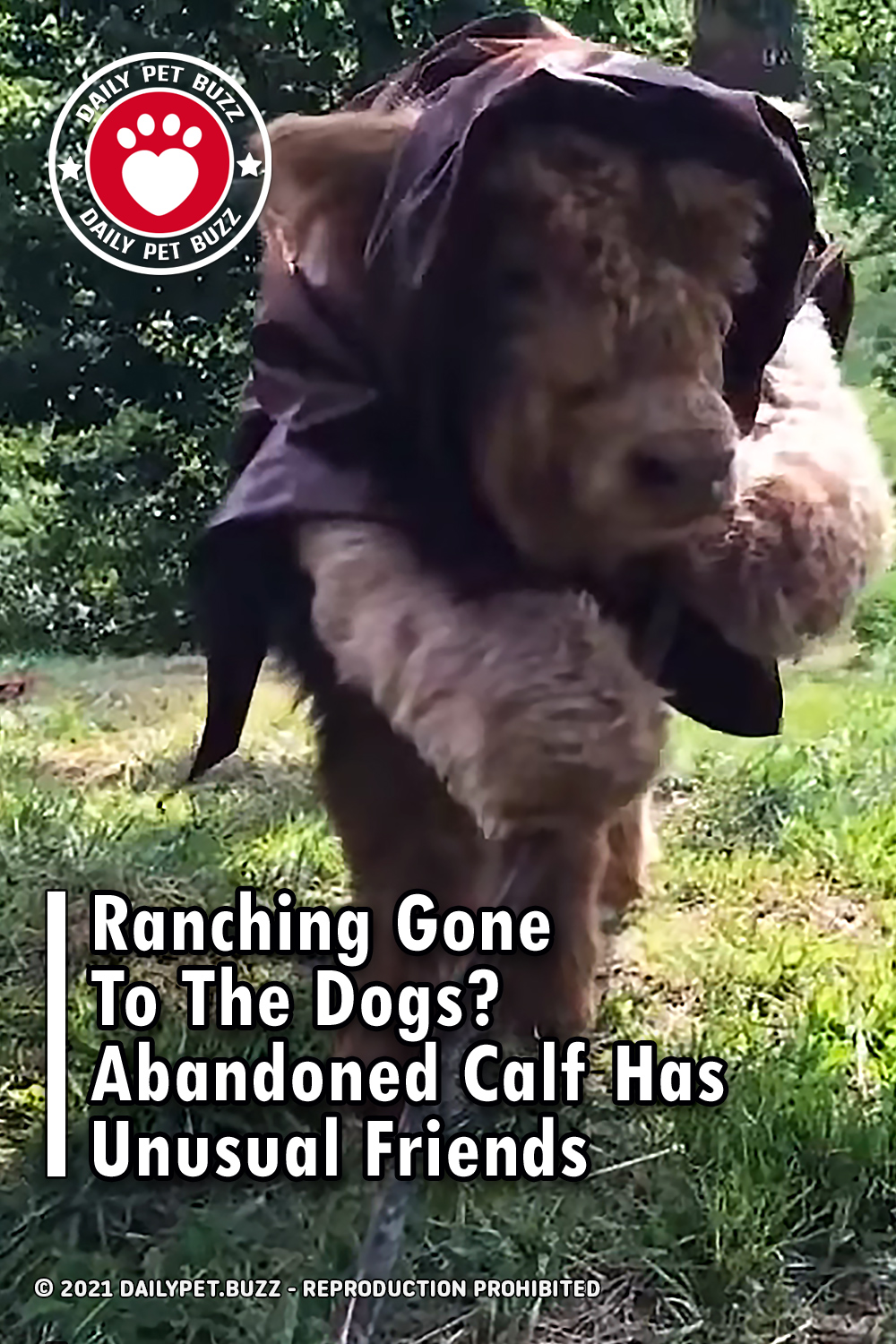 Ranching Gone To The Dogs? Abandoned Calf Has Unusual Friends