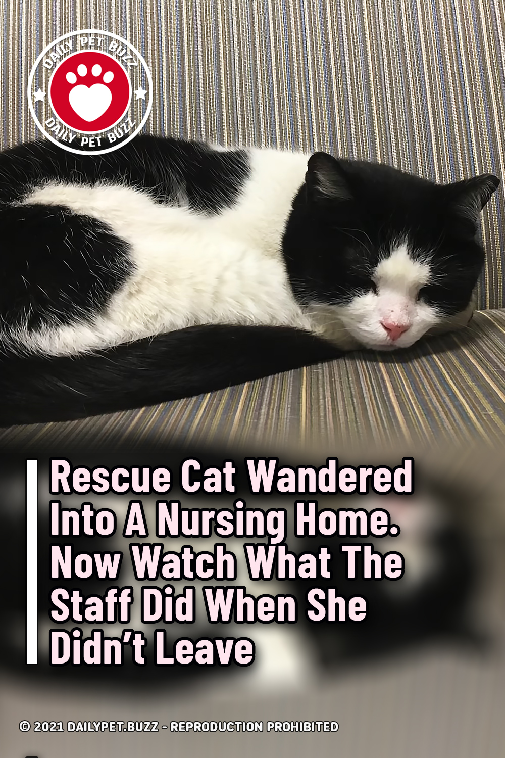 Rescue Cat Wandered Into A Nursing Home. Now Watch What The Staff Did When She Didn\'t Leave