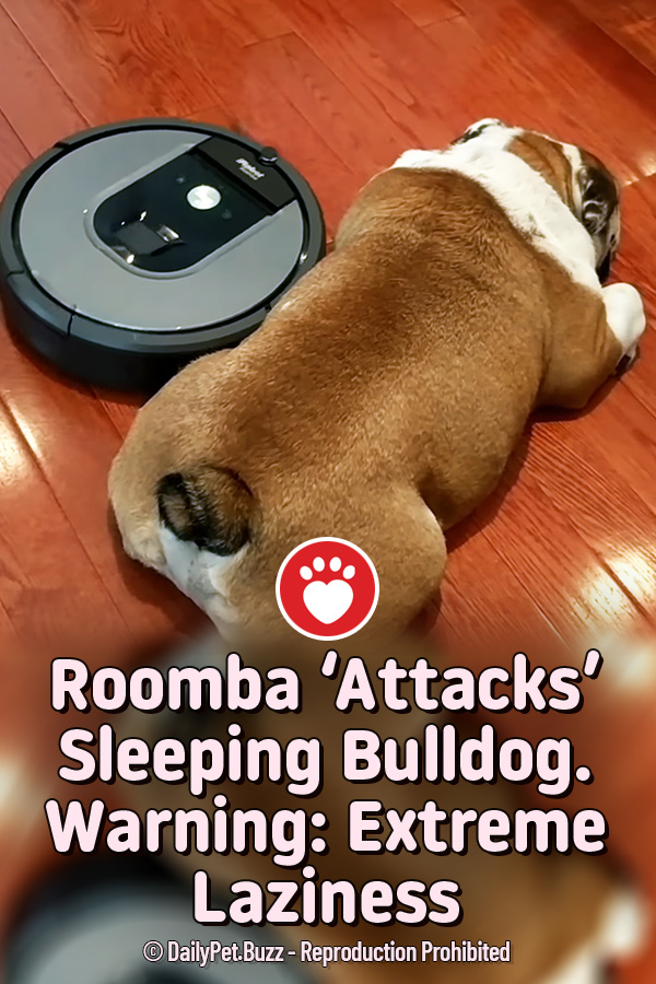 Roomba ‘Attacks’ Sleeping Bulldog. Warning Extreme Laziness Pet Buzz