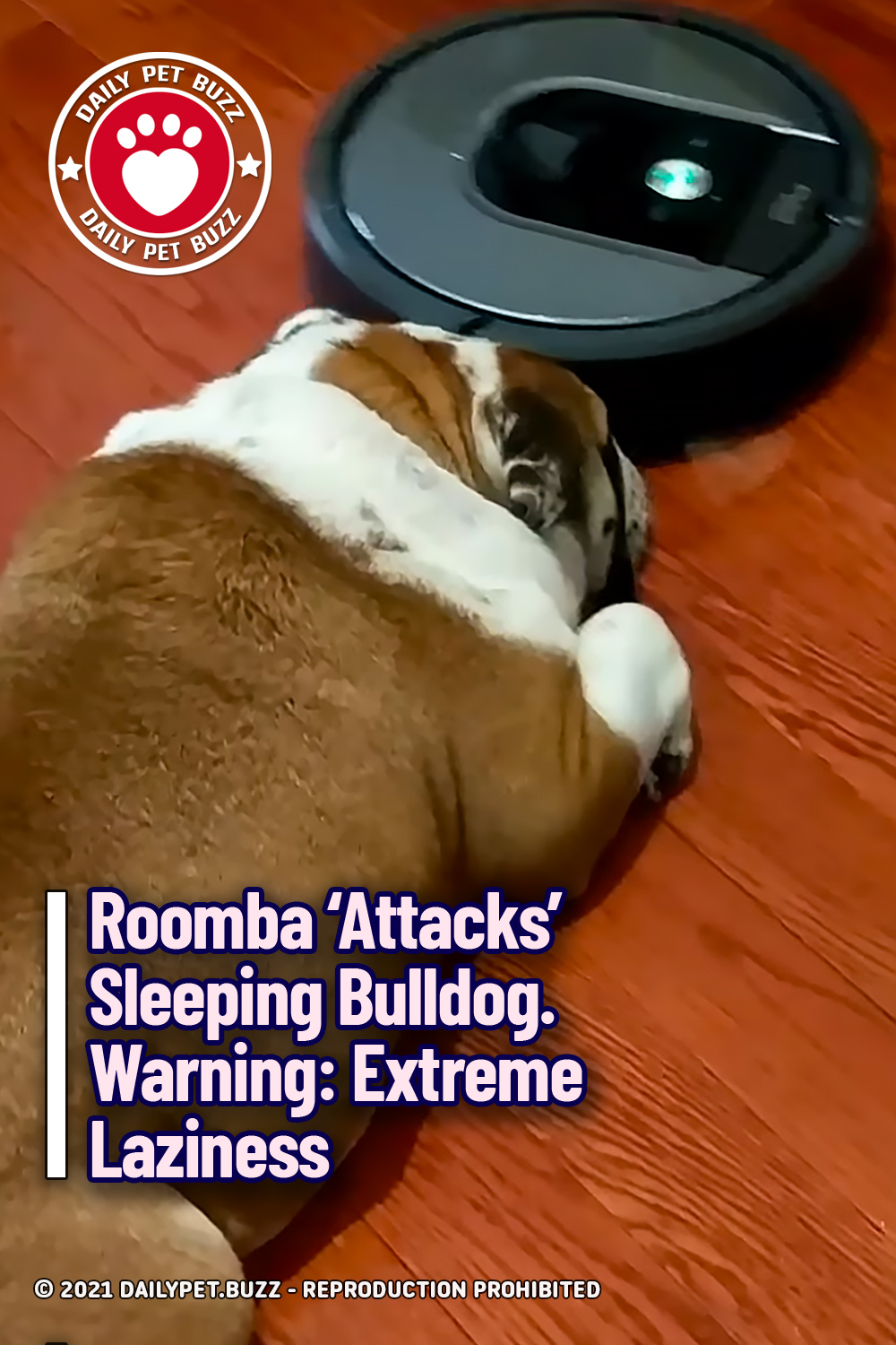 Roomba \'Attacks\' Sleeping Bulldog. Warning: Extreme Laziness