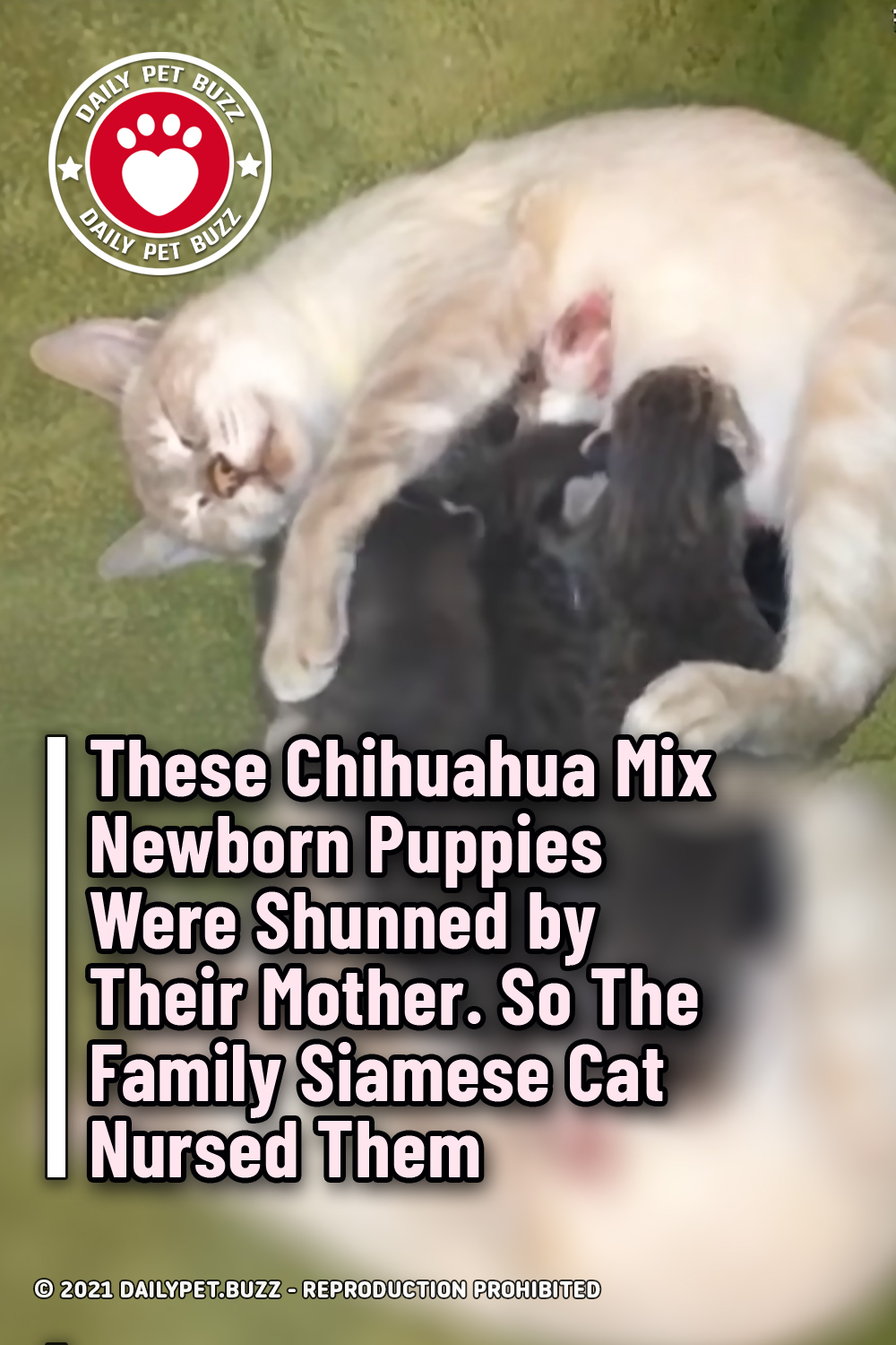 These Chihuahua Mix Newborn Puppies Were Shunned by Their Mother. So The Family Siamese Cat Nursed Them