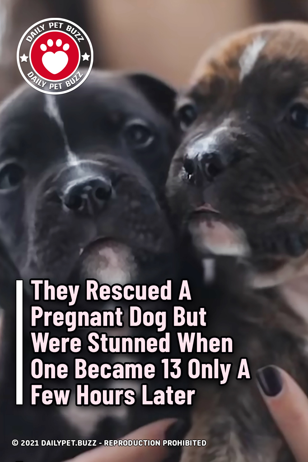 They Rescued A Pregnant Dog But Were Stunned When One Became 13 Only A Few Hours Later