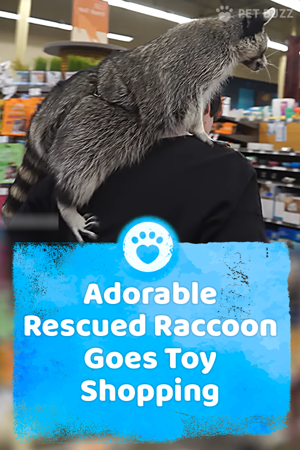 Adorable Rescued Raccoon Goes Toy Shopping