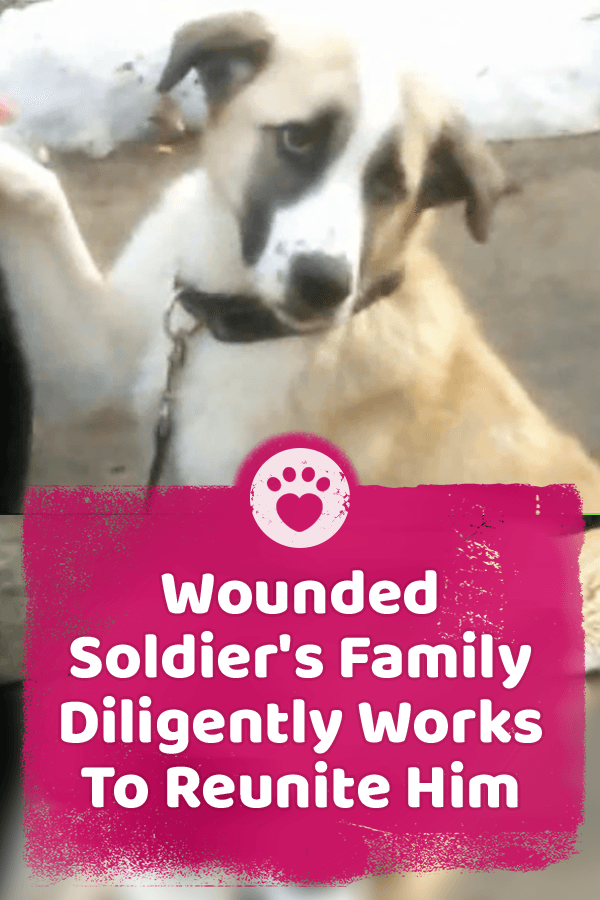 Wounded Soldier\'s Family Diligently Works To Reunite Him With Rescued Puppy