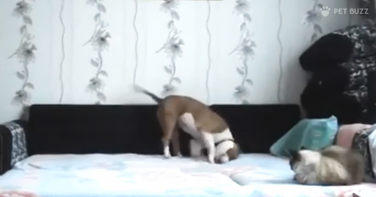 When Mom Is Away This Pup Will Play – On The Bed Where He Isn't Allowed