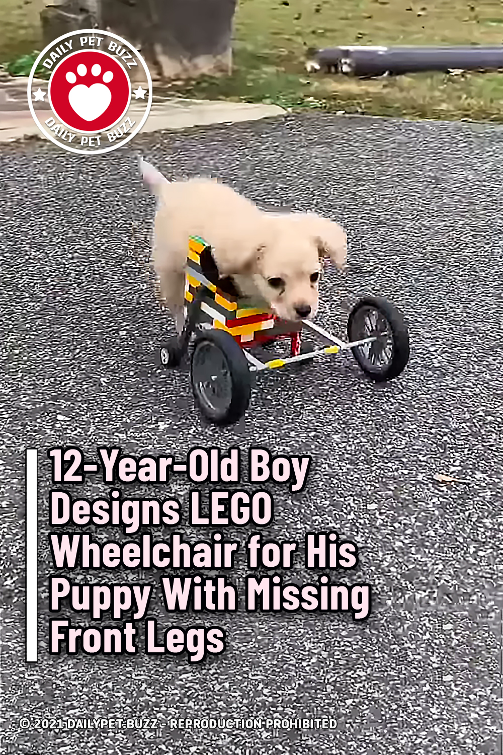 12-Year-Old Boy Designs LEGO Wheelchair for His Puppy With Missing Front Legs