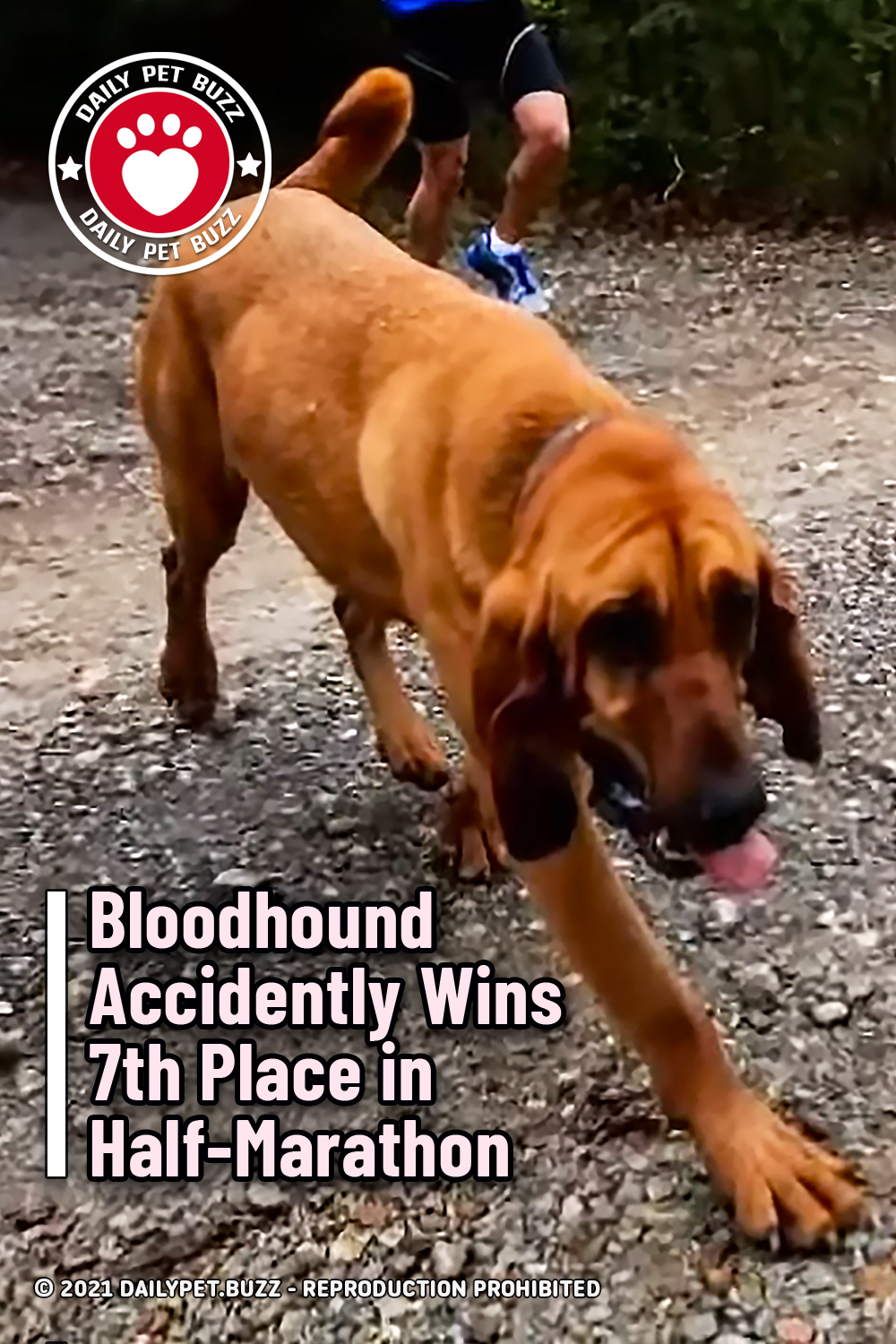Bloodhound Accidentally Wins 7th Place in Half-Marathon
