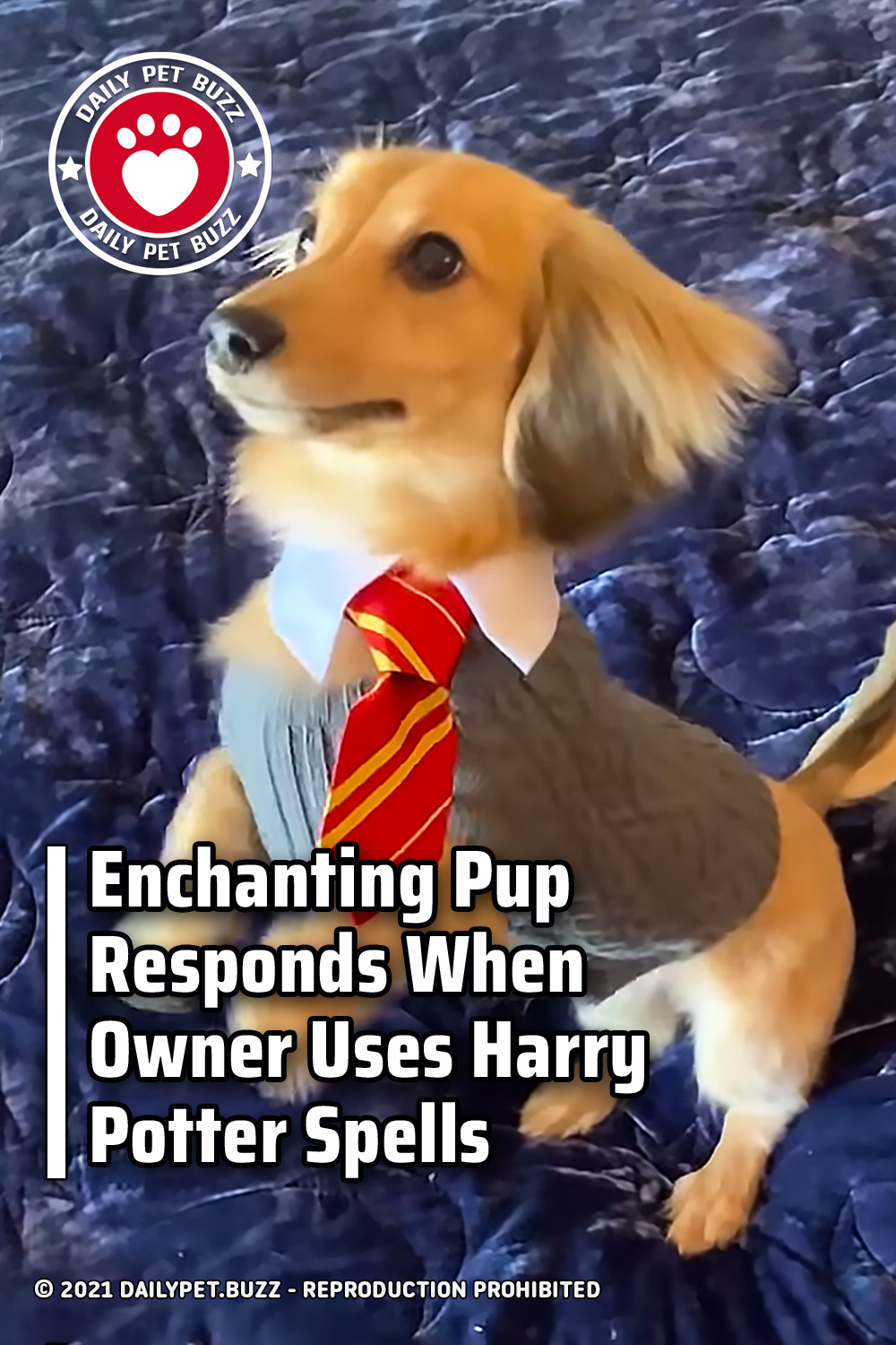 Enchanting Pup Responds When Owner Uses Harry Potter Spells