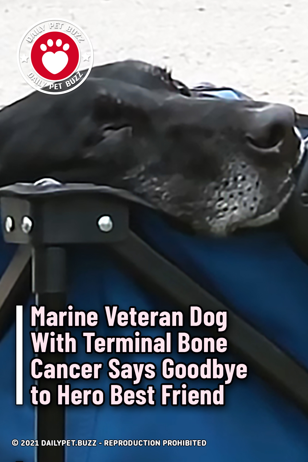 Marine Veteran Dog With Terminal Bone Cancer Says Goodbye to Hero Best Friend
