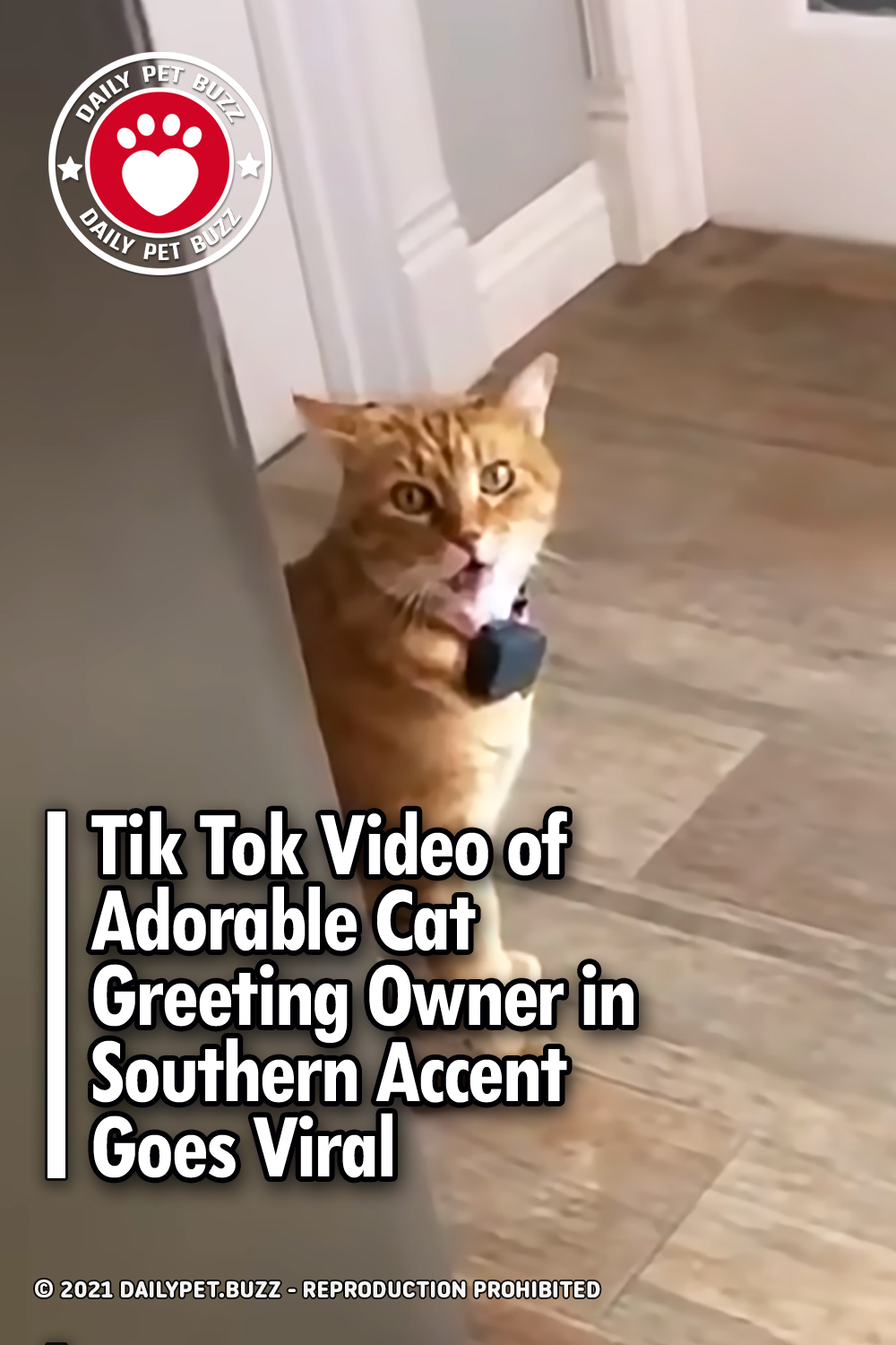 Tik Tok Video of Adorable Cat Greeting Owner in Southern Accent Goes Viral
