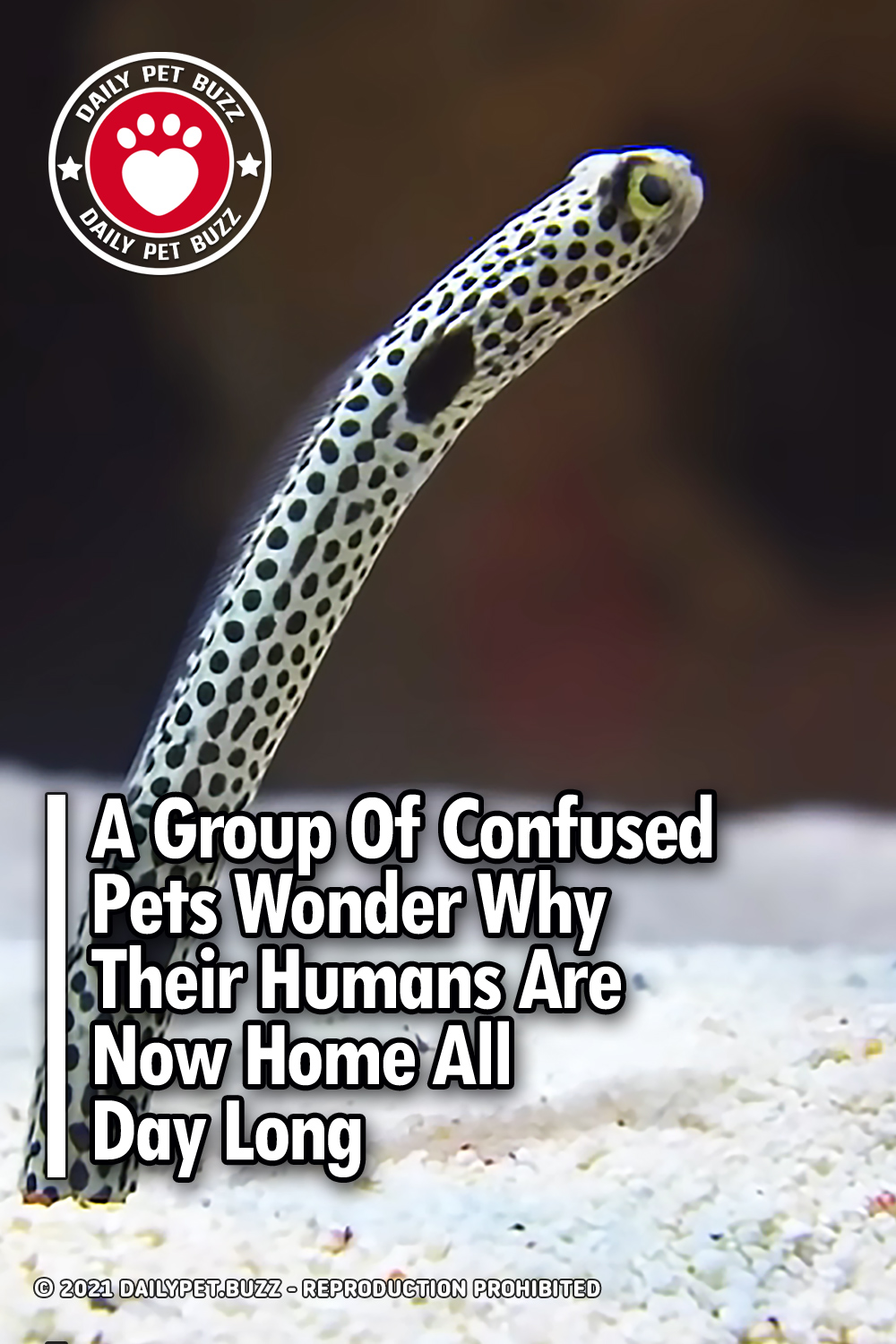 A Group Of Confused Pets Wonder Why Their Humans Are Now Home All Day Long