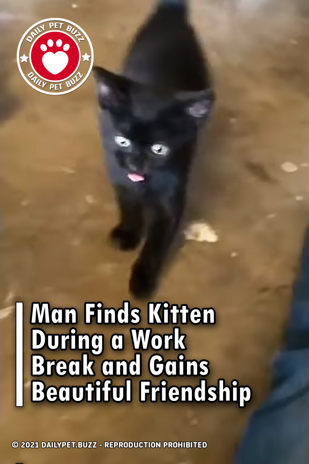 Man Finds Kitten During a Work Break and Gains Beautiful Friendship