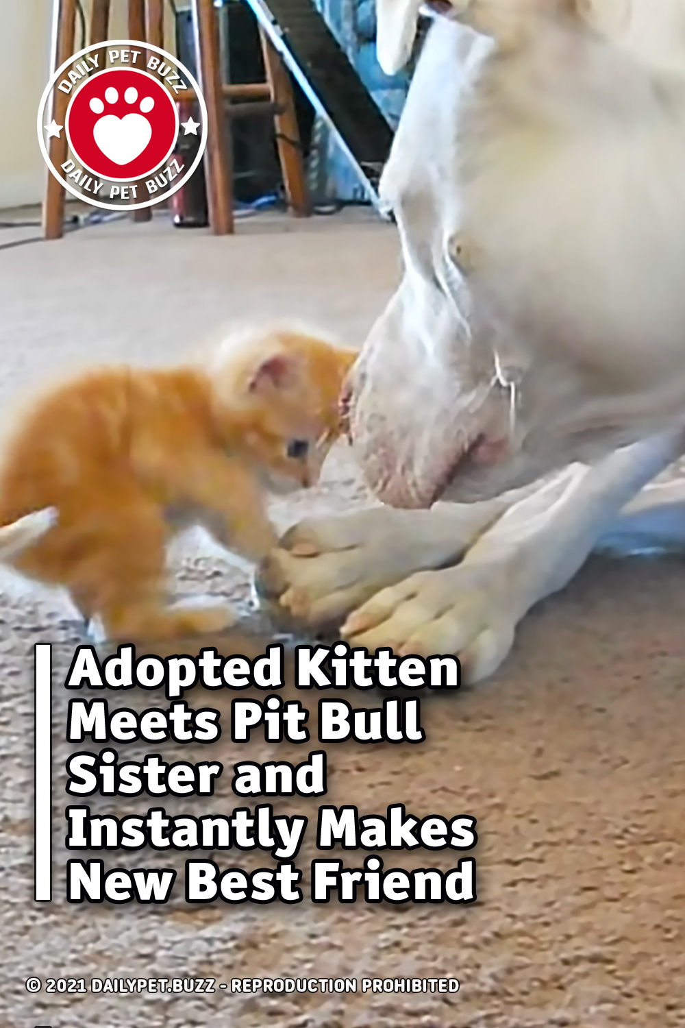 Adopted Kitten Meets Pit Bull Sister and Instantly Makes New Best Friend
