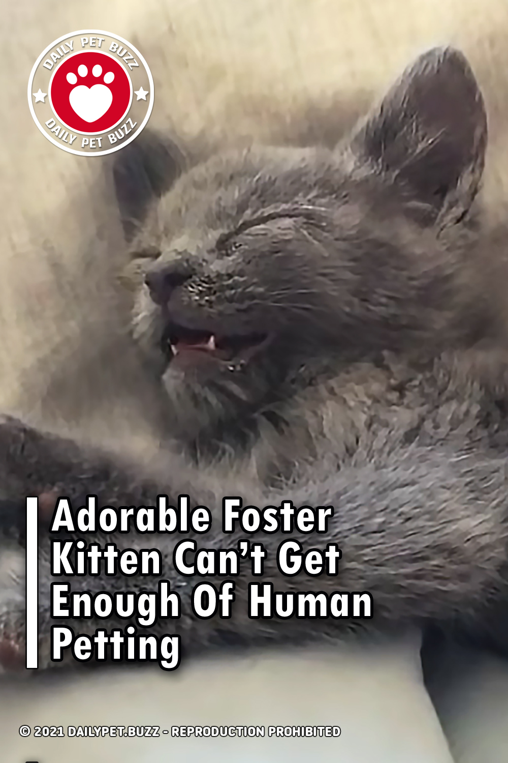 Adorable Foster Kitten Can’t Get Enough Of Human Petting