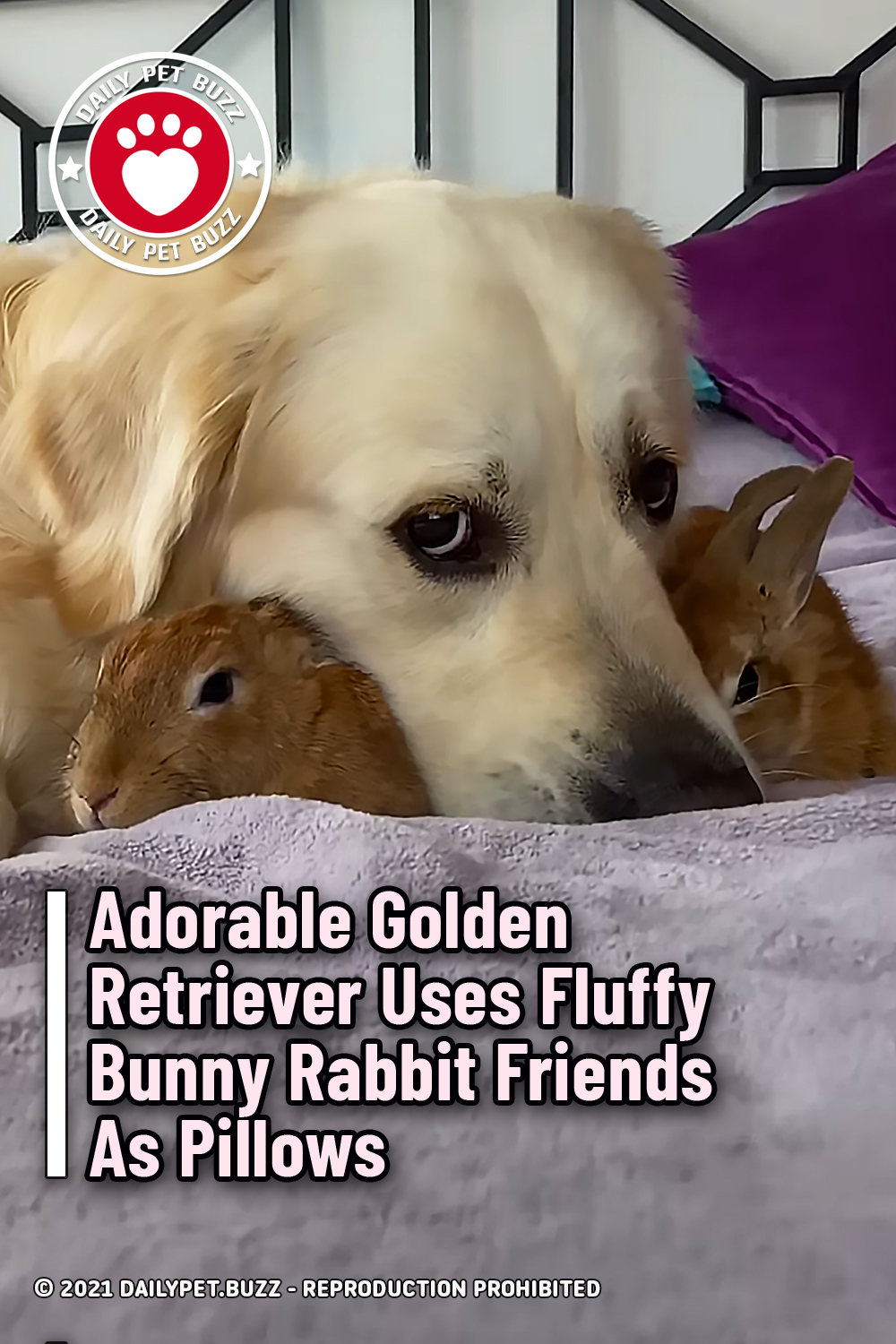 Adorable Golden Retriever Uses Fluffy Bunny Rabbit Friends As Pillows