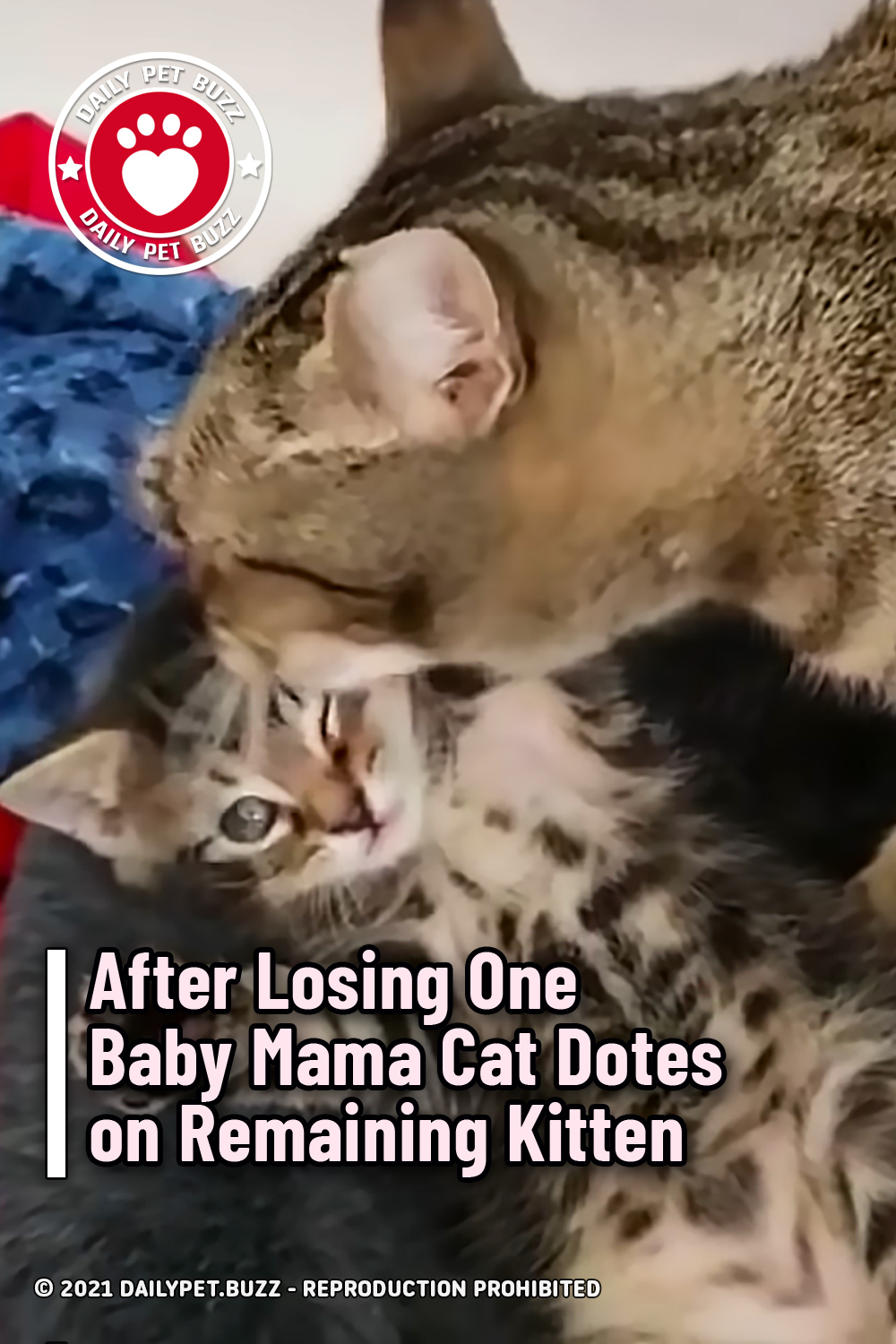 After Losing One Baby Mama Cat Dotes on Remaining Kitten