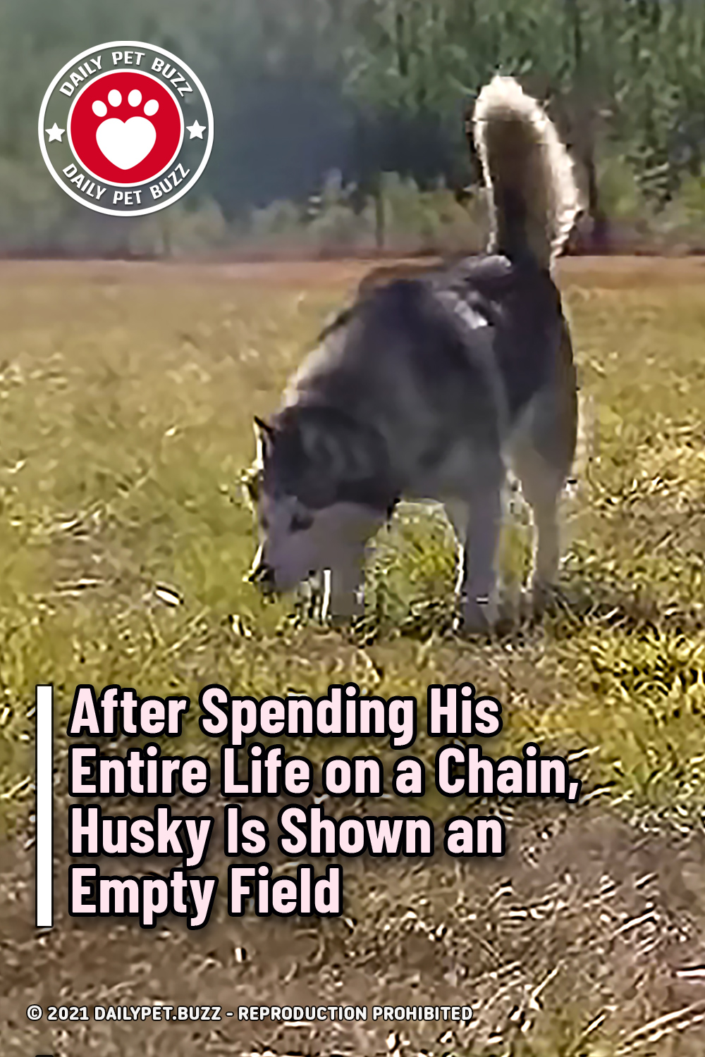 After Spending His Entire Life on a Chain, Husky Is Shown an Empty Field