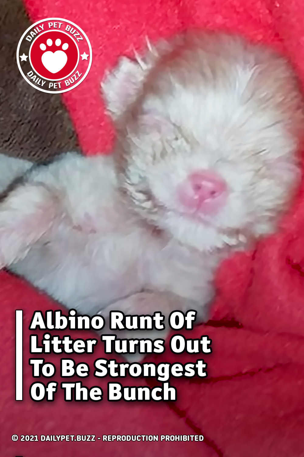 Albino Runt Of Litter Turns Out To Be Strongest Of The Bunch