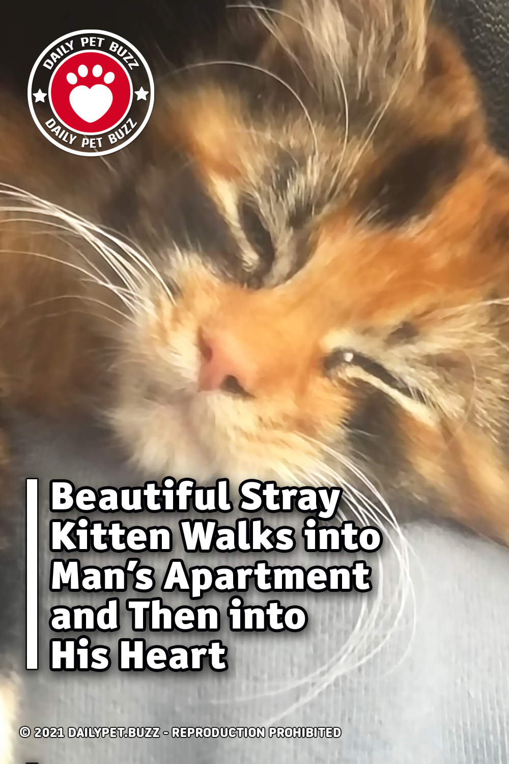 Beautiful Stray Kitten Walks into Man\'s Apartment and Then into His Heart