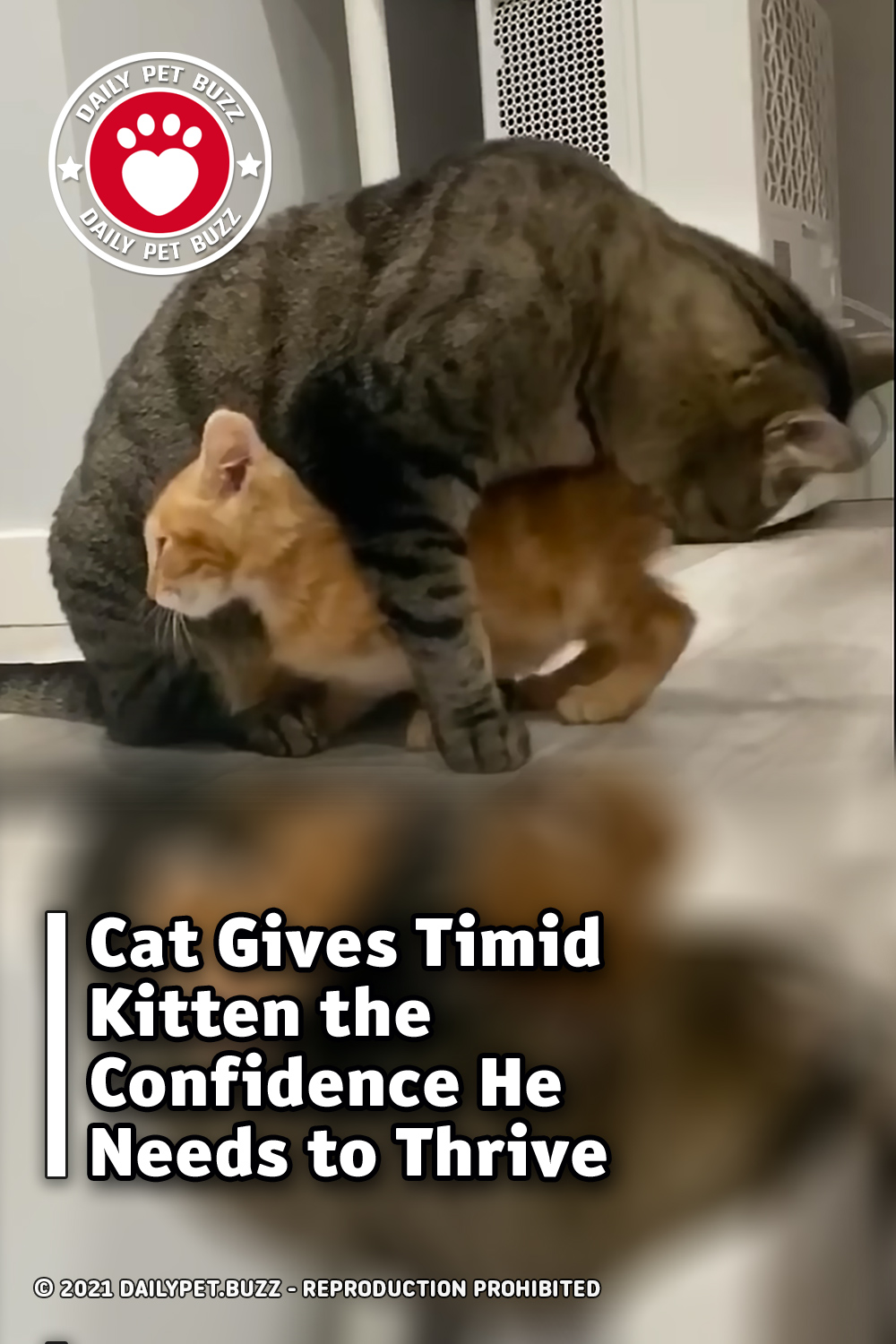 Cat Gives Timid Kitten the Confidence He Needs to Thrive