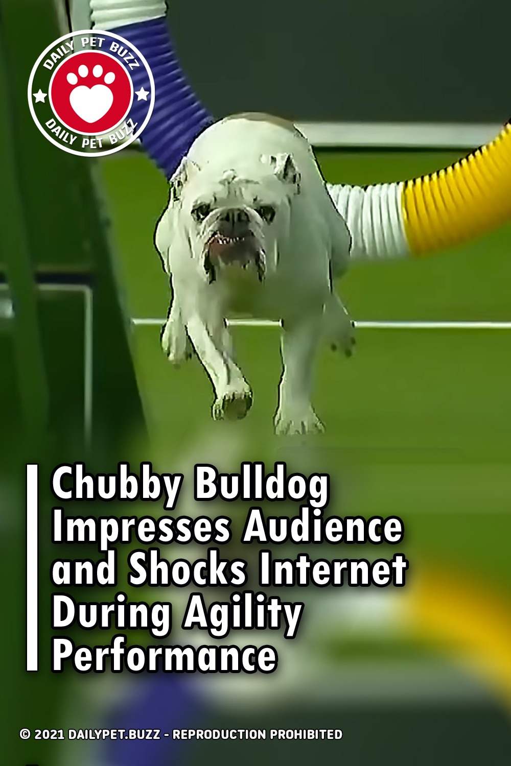 Chubby Bulldog Impresses Audience and Shocks Internet During Agility Performance
