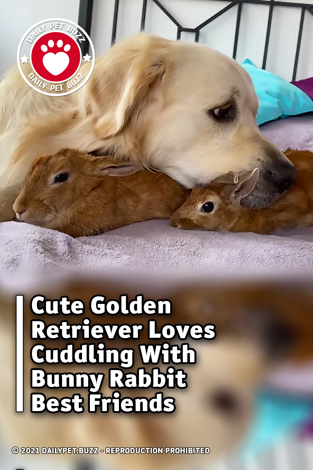 Cute Golden Retriever Loves Cuddling With Bunny Rabbit Best Friends