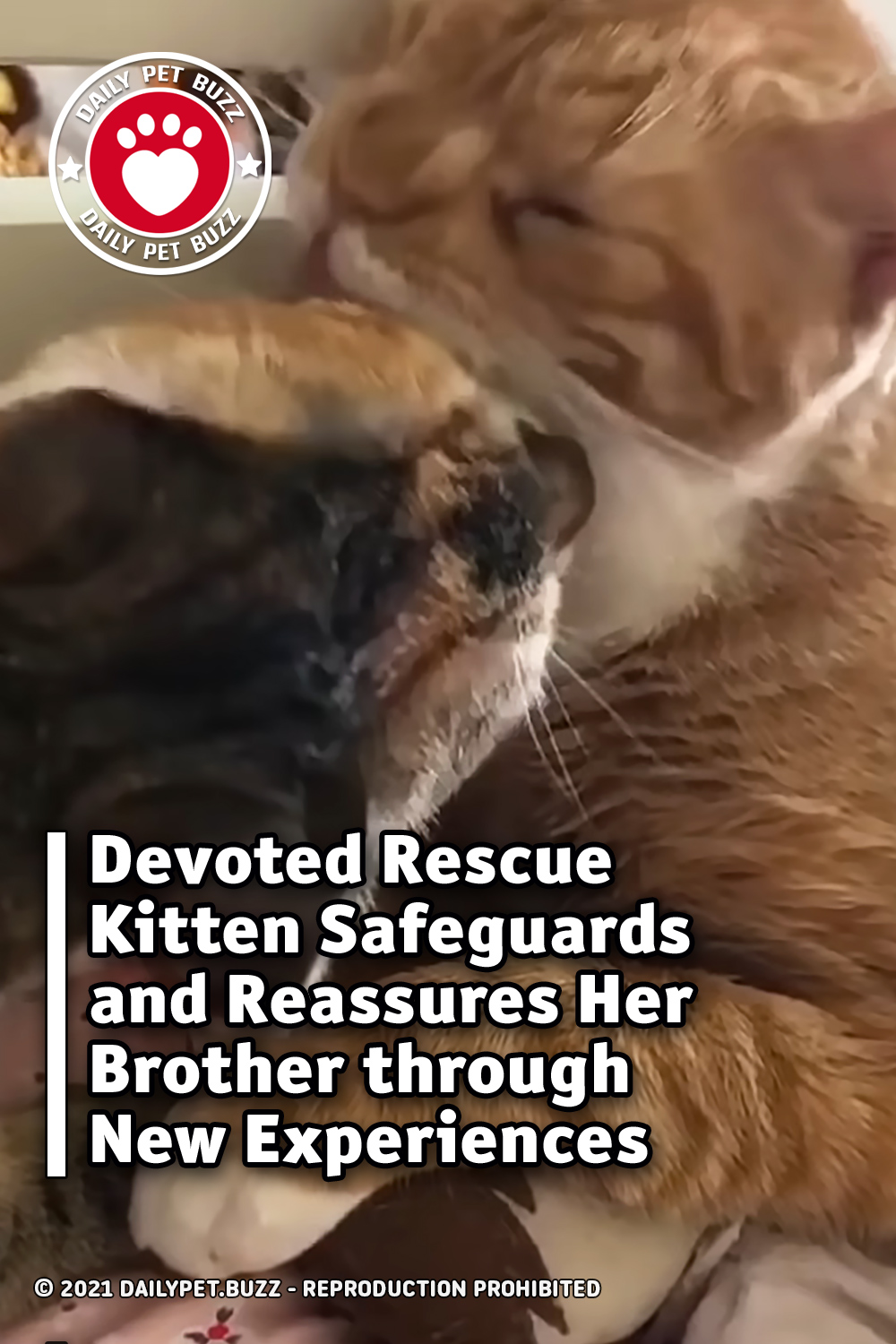 Devoted Rescue Kitten Safeguards and Reassures Her Brother through New Experiences