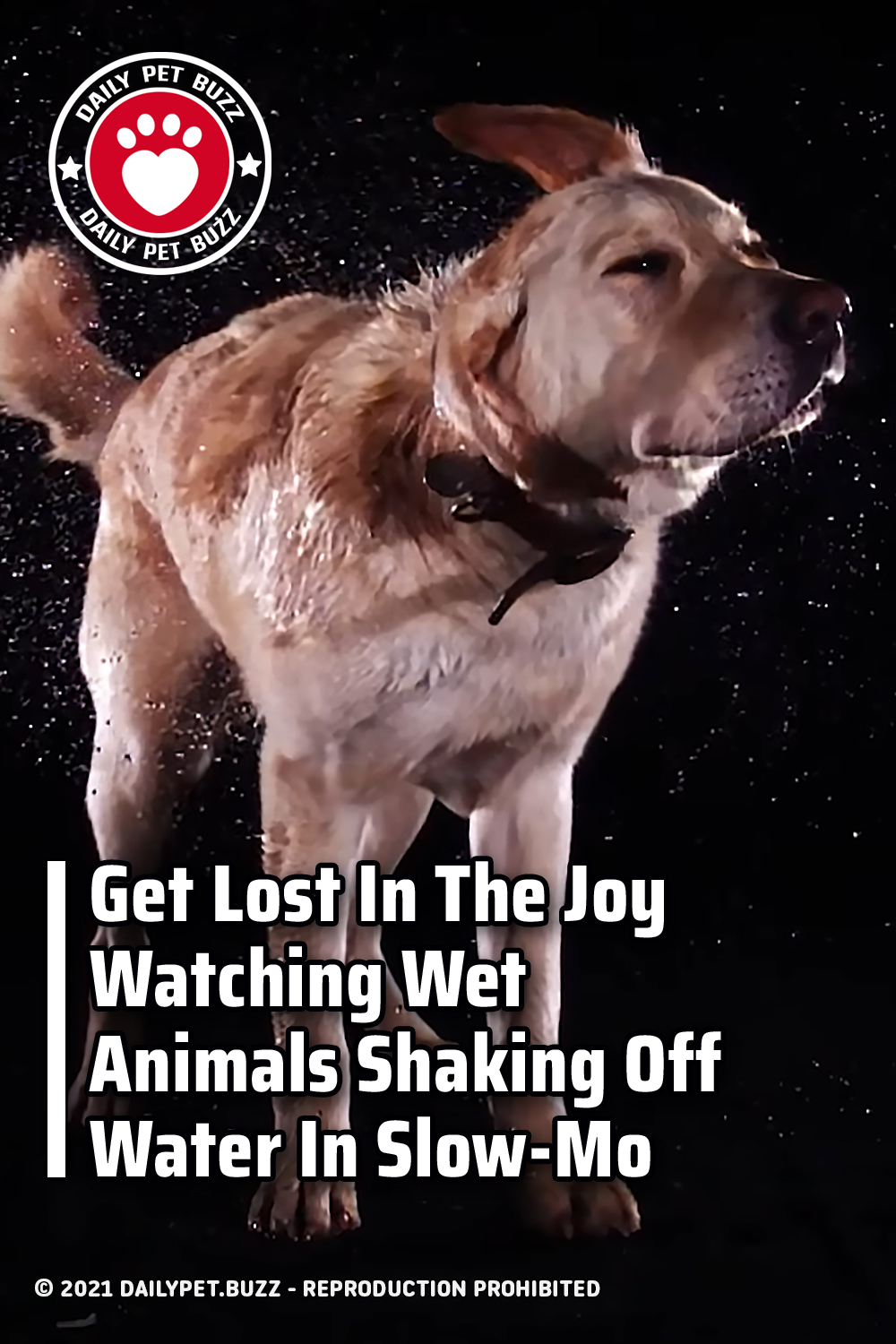 Get Lost In The Joy Watching Wet Animals Shaking Off Water In Slow-Mo