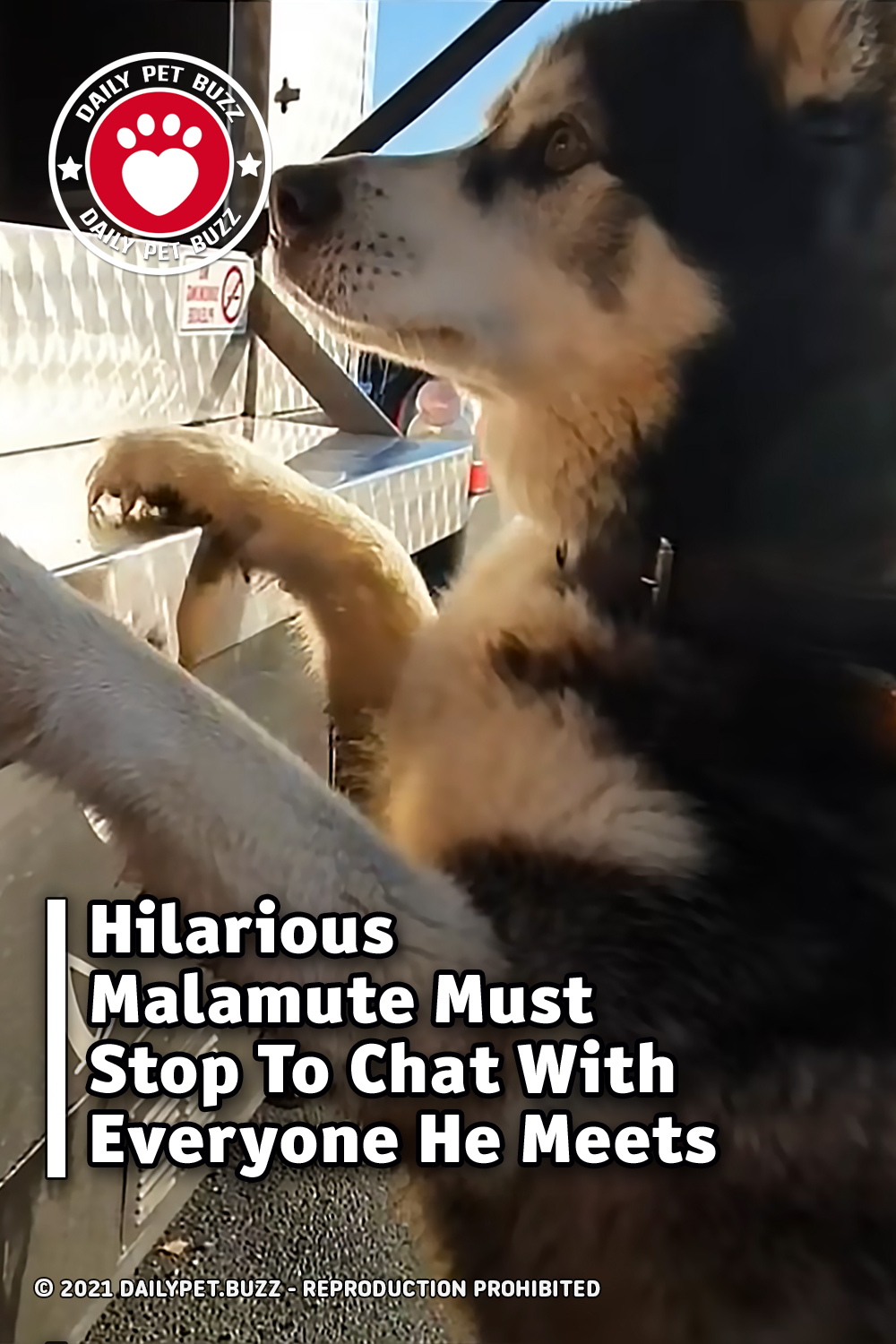 Hilarious Malamute Must Stop To Chat With Everyone He Meets