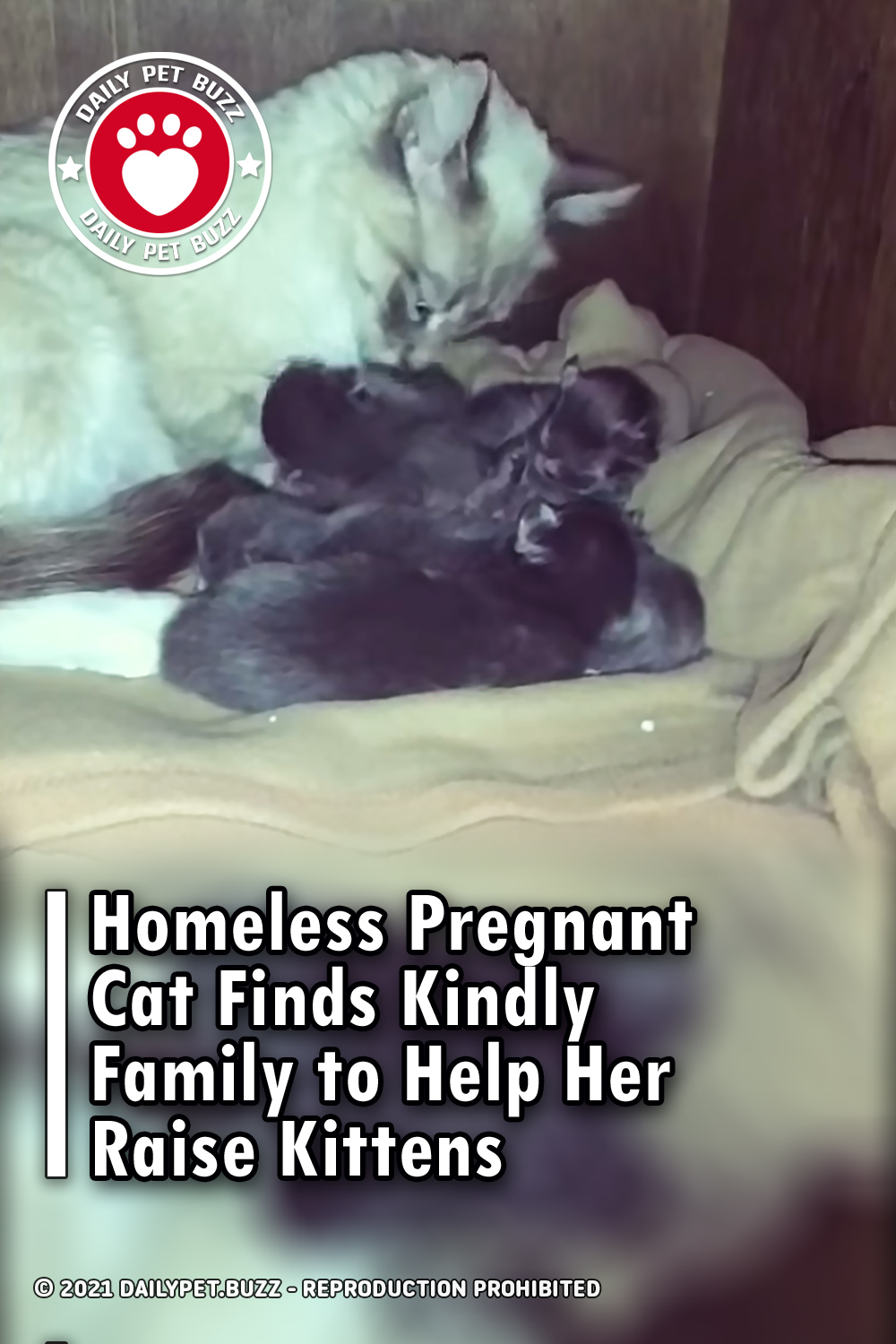 Homeless Pregnant Cat Finds Kindly Family to Help Her Raise Kittens