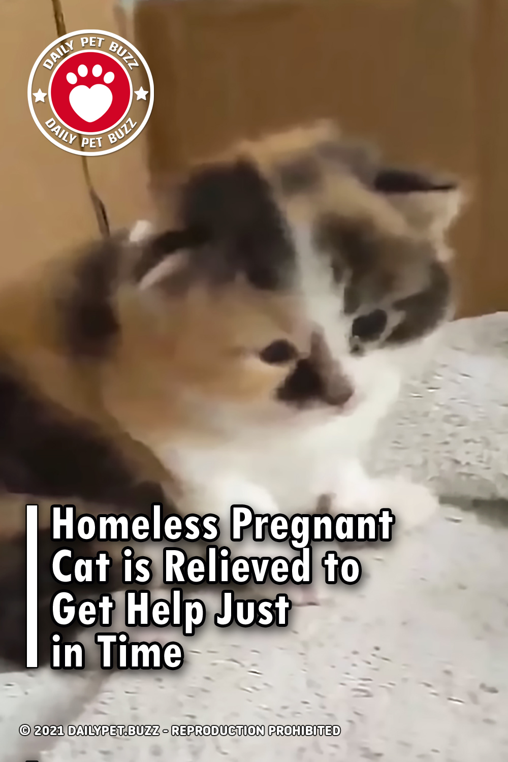 Homeless Pregnant Cat is Relieved to Get Help Just in Time