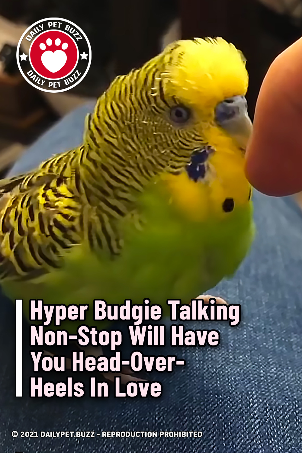 Hyper Budgie Talking Non-Stop Will Have You Head-Over-Heels In Love