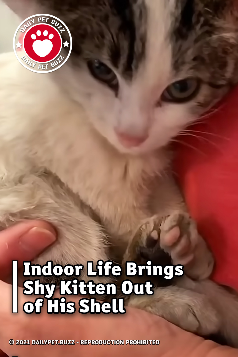 Indoor Life Brings Shy Kitten Out of His Shell