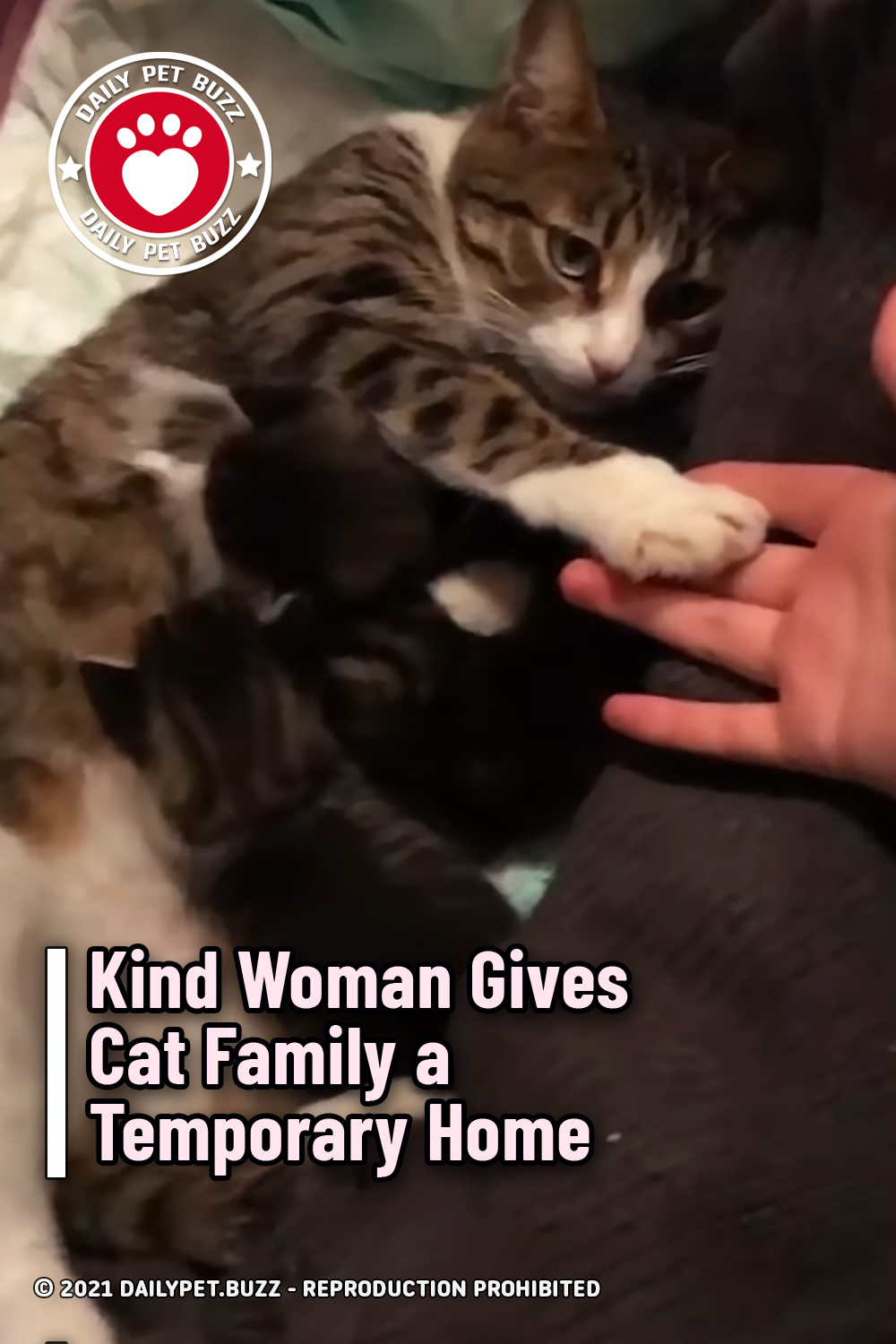 Kind Woman Gives Cat Family a Temporary Home