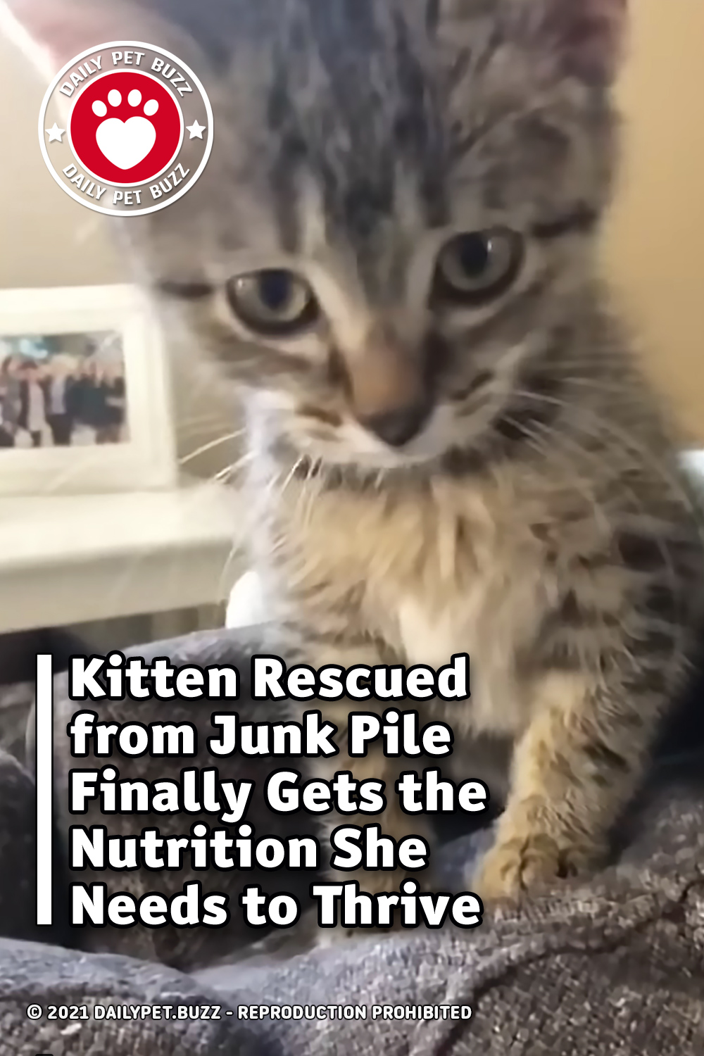 Kitten Rescued from Junk Pile Finally Gets the Nutrition She Needs to Thrive