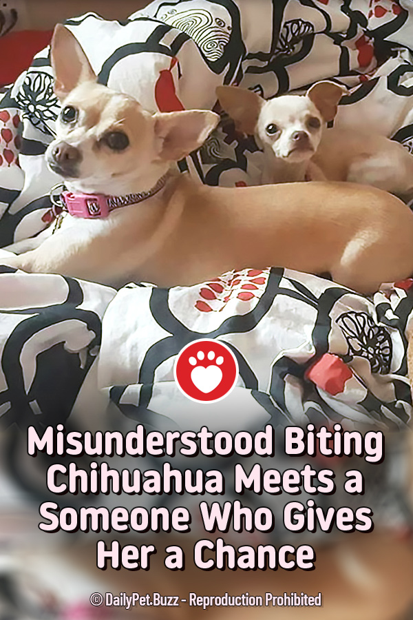 Misunderstood Biting Chihuahua Meets a Someone Who Gives Her a Chance