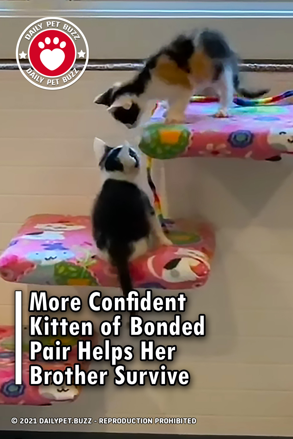 More Confident Kitten of Bonded Pair Helps Her Brother Survive