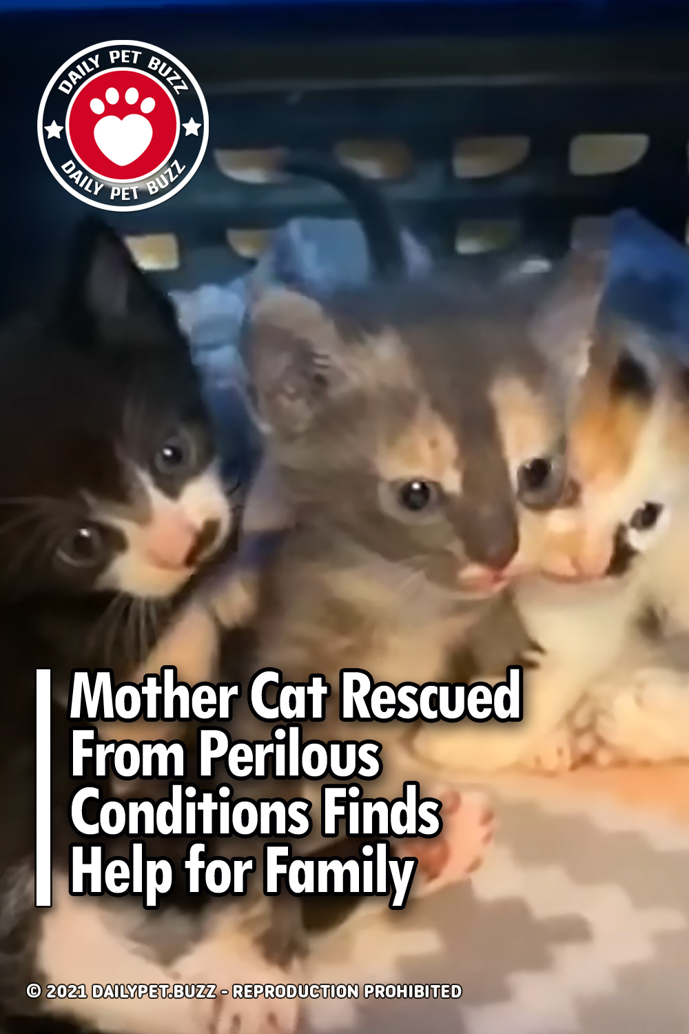 Mother Cat Rescued From Perilous Conditions Finds Help for Family