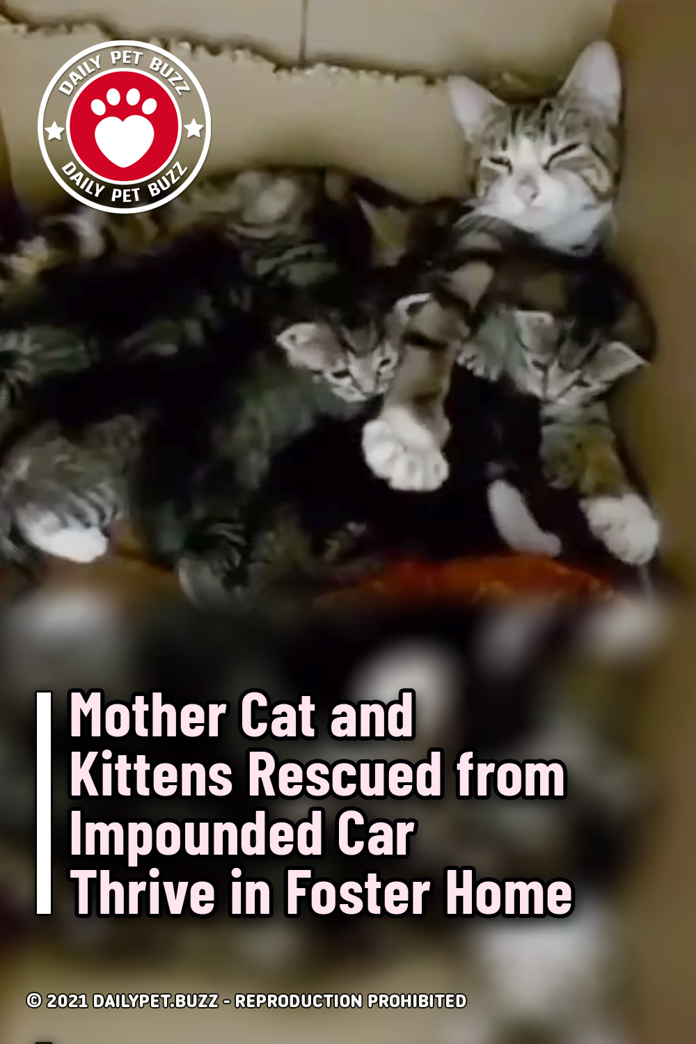 Mother Cat and Kittens Rescued from Impounded Car Thrive in Foster Home