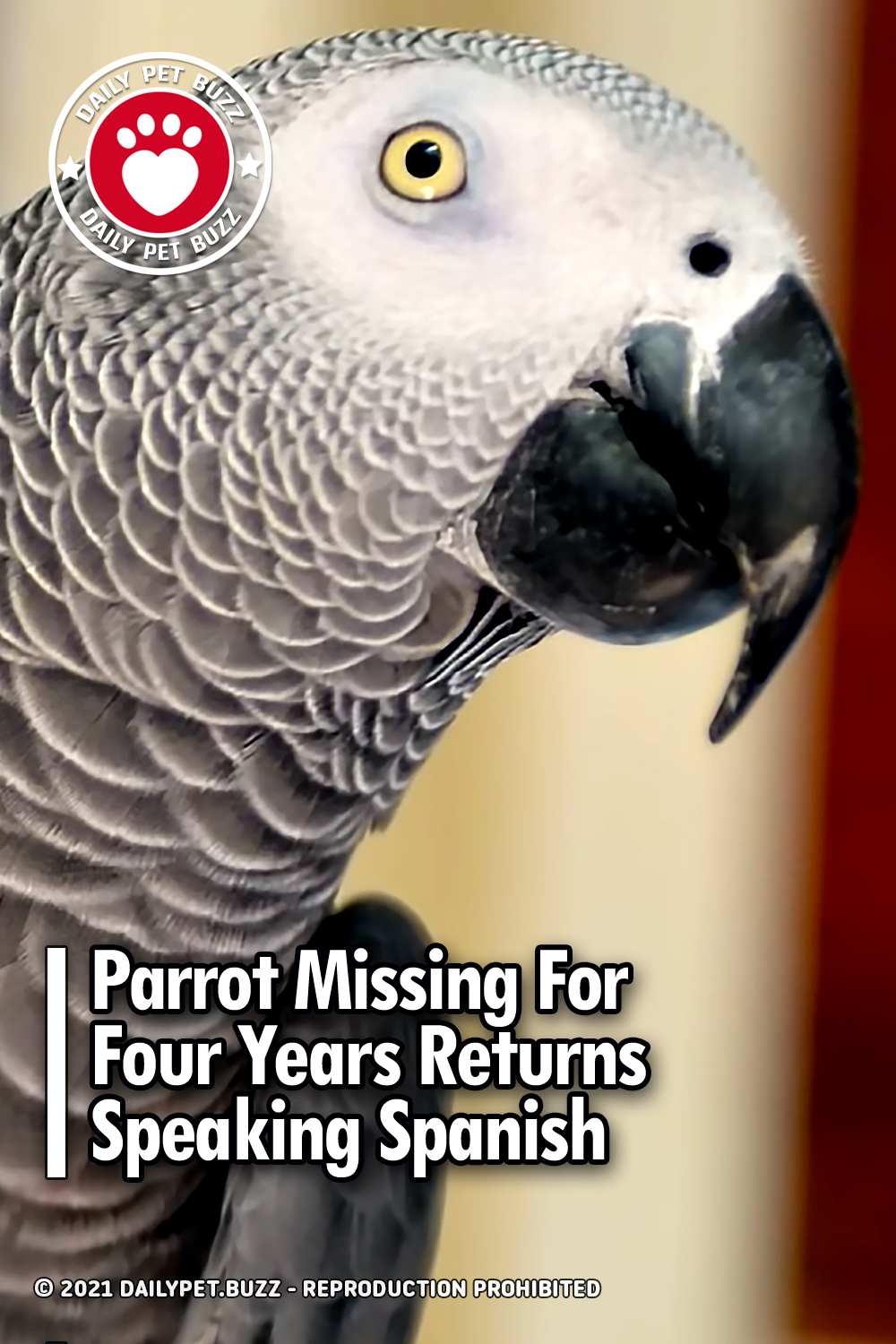 Parrot Missing For Four Years Returns Speaking Spanish
