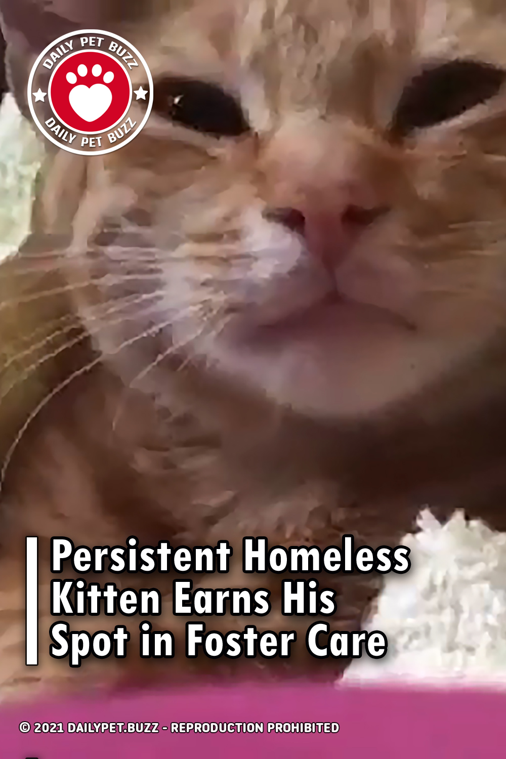 Persistent Homeless Kitten Earns His Spot in Foster Care