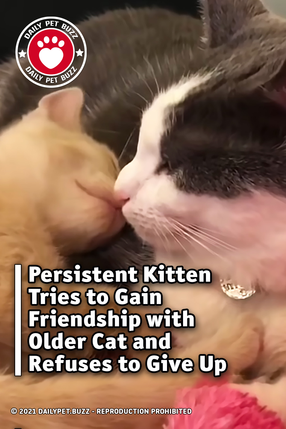 Persistent Kitten Tries to Gain Friendship with Older Cat and Refuses to Give Up